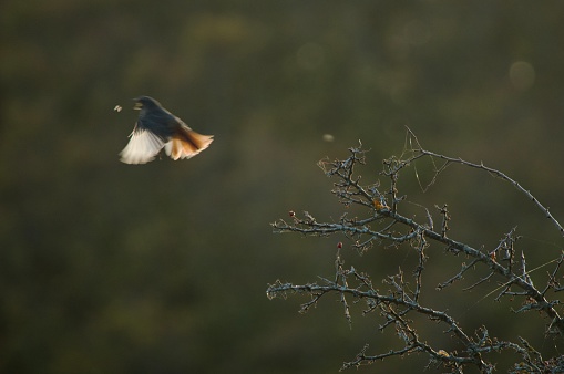 Redstart robin chase an insect with golden hour backlight, wildlife hunting scene fine art photography.