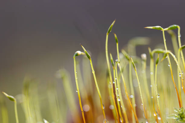 A beautiful close-up of green moss growing on trees during early spring. Natural scenery of Northern Europe woodlands.