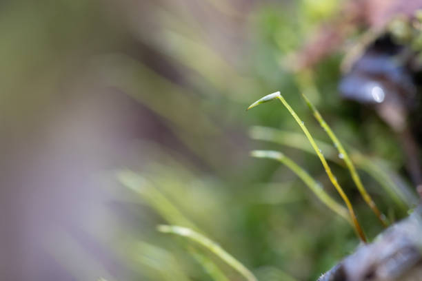 A beautiful close-up of green moss growing on trees during early spring. Natural scenery of Northern Europe woodlands.
