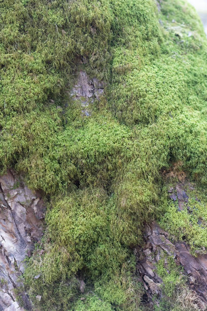 istock A beautiful close-up of green moss growing on trees during early spring. 2101335225