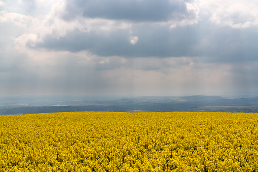 Yellow rapeseed field in agricultural fields. Spring in Germany. Dark rainy sky.