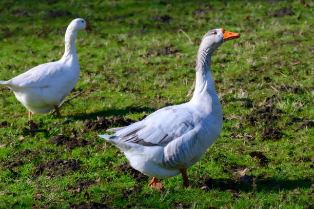 istock Two white geese strolling together in a lush green field. Antwerp 2101339596