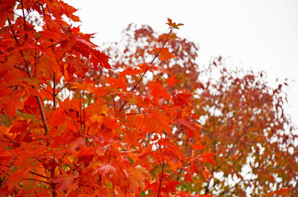 A Red Maple tree, usually found in Japan is growing successfully in Bodnant Gardens in North Wales. The image has been colour masked to show the deep red while the rest of the colour in the photo has been desaturated.