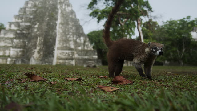 Nasua on the Grass in front of Temple Ruin