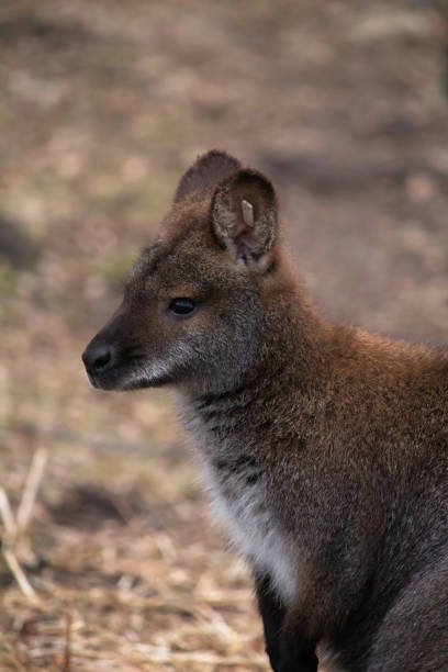istock Close up of a Bennets Wallaby head 2101347249