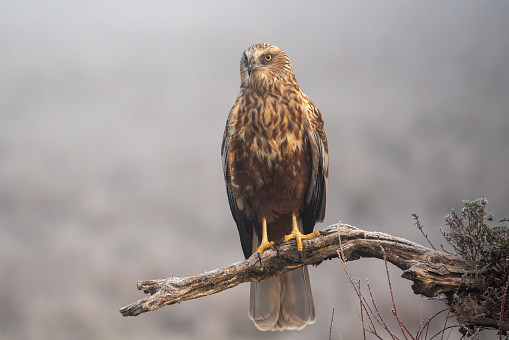Beautiful portrait of a marsh harrier looking for food on a day of dense fog in a wetland in the middle of nature in Spain, Europe