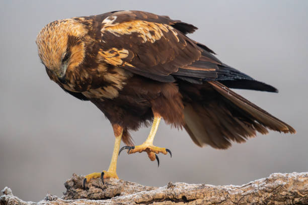 istock Beautiful very close portrait of a marsh harrier perched on a tree branch while raising one paw and looking towards the ground on a foggy day in Spain, Europe 2101350966