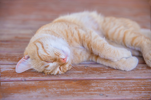 Ginger cat Sleeps on the wooden floor.