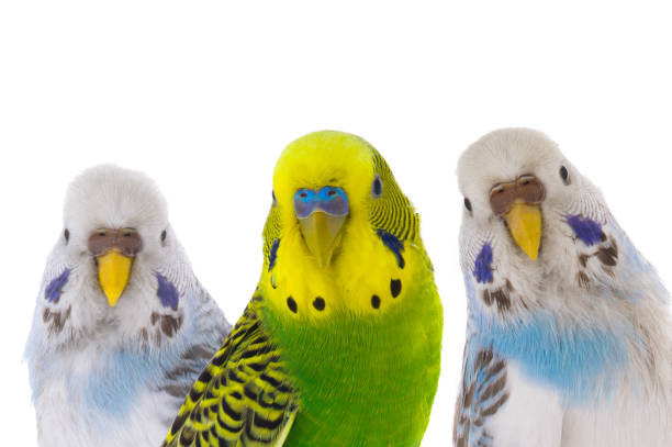 istock Australian budgerigar isolated on a white background 2101351589