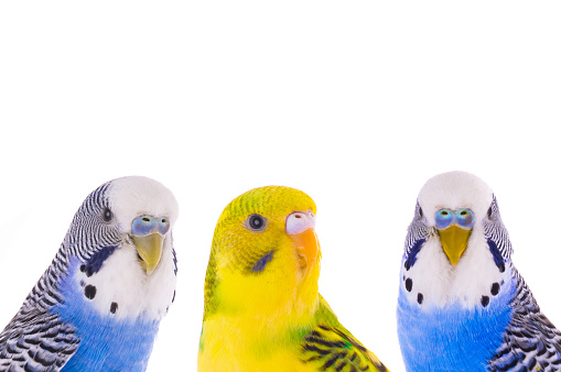 common pet parakeet in front of white background