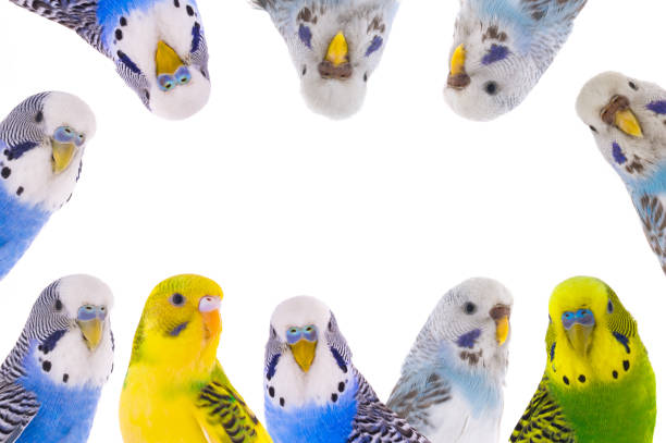 Australian budgerigar isolated on a white background