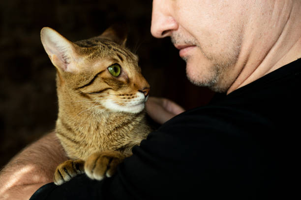 istock A beautiful oriental cat in a man's arms 2101357356