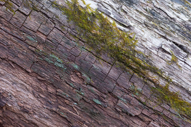 A beautiful close-up of a tree trunk with details and texture. Early spring scenery of Northern Europe woodlands.