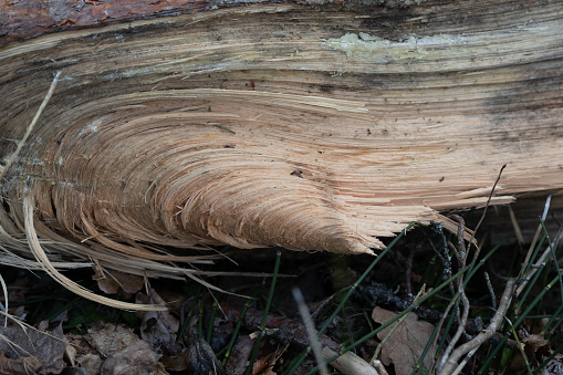 A beautiful close-up of a tree trunk with details and texture. Early spring scenery of Northern Europe woodlands.