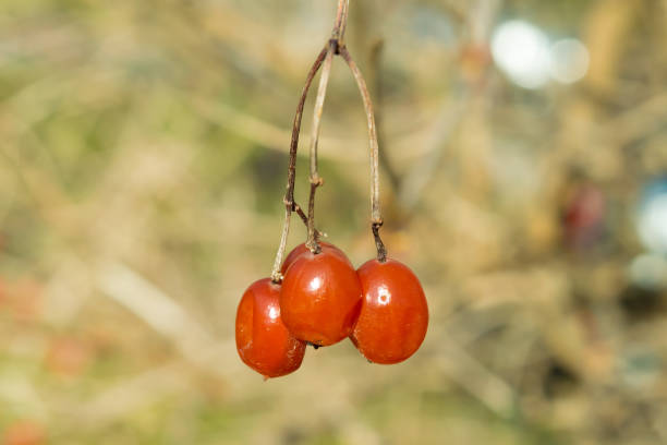 Red viburnum berries on a branch, close-up. Nature. Trees and shrubs. Berries and fruits.