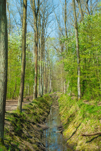 istock River in the forest. Spring landscape in the park. 2101368350