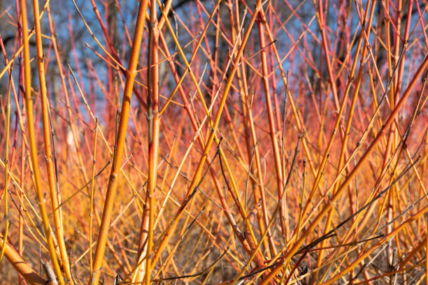 istock White willow, Salix alba chermesina. Multi-colored bush branches. Decorative bush. 2101368356