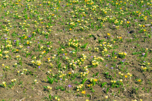 Crocuses in the meadow, close-up. Spring bloom. The coming of spring.