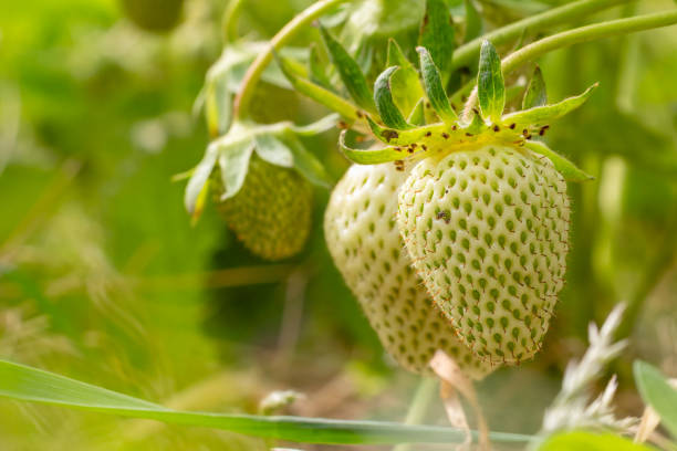 Close-up a strawberry bush in the garden with unripe berries. Shallow depth of field.