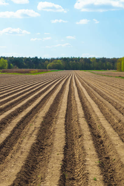 Earthen furrows in the field. Plowed field. Agriculture. Preparing the soil for planting crops.