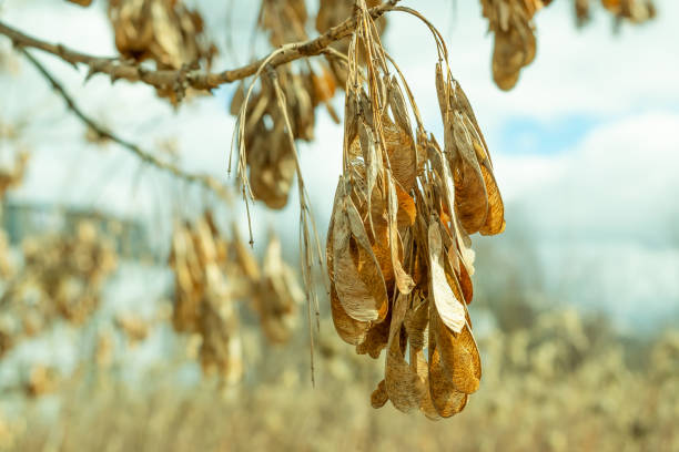 Dry maple seeds on a branch. Plants and trees. Nature.