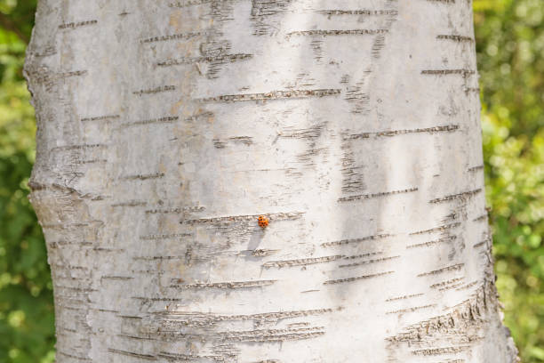 istock white bark birch trunk close up red ladybug sunny day forest trees landscape summer 2101371533