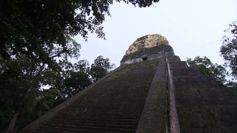 Temple Ruin Tikal in the jungle