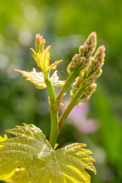 istock Blooming young wine grapes in vineyard in the spring time. 2101382621
