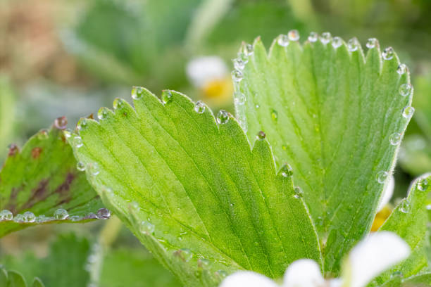 Close-up strawberry leaves with water drops. View from above.