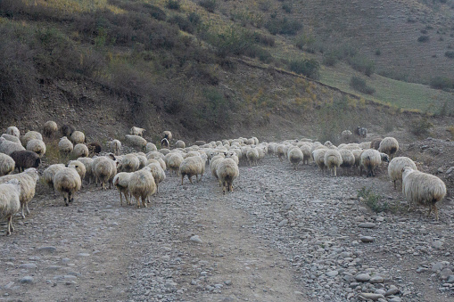 A flock of sheep on a mountain road blocked the roadway. There are rocks and a ravine around. Evening. Georgia.