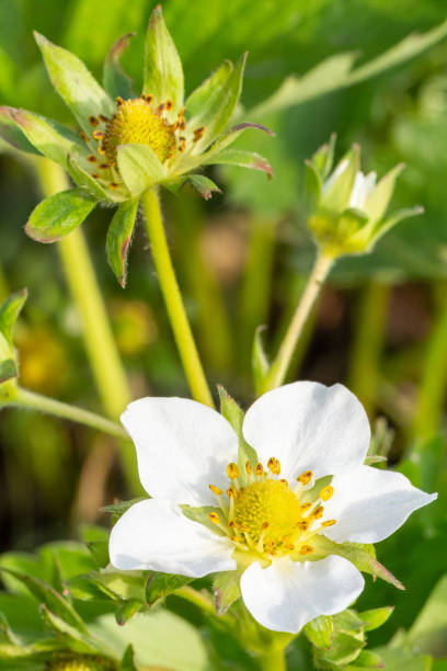 istock Flowering strawberry bush in the garden in springtime. 2101385803