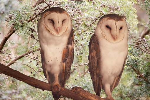 Barn owls have a distinctive heart-shaped white face and dark eyes.