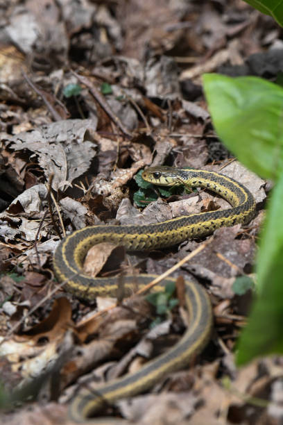 istock Common garter snake surrounded by dry leaves 2101396306