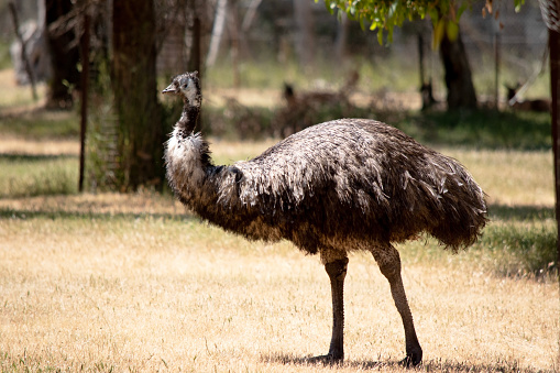 Emus are covered in primitive feathers that are dusky brown to grey-brown with black tips. The Emu's neck is bluish black and mostly free of feathers