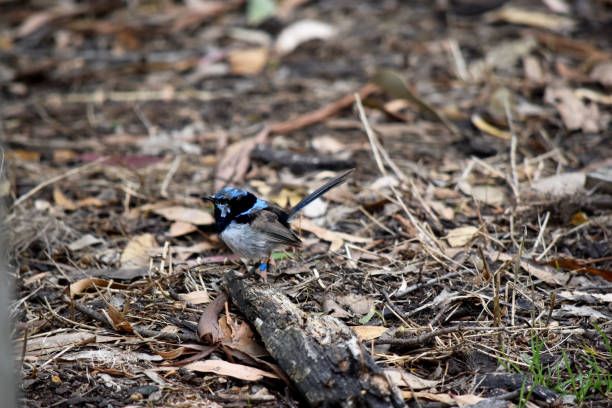 istock this is a side view of a fairy wren 2101398450