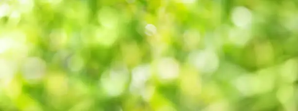 Photo of Blurred bright green bokeh background