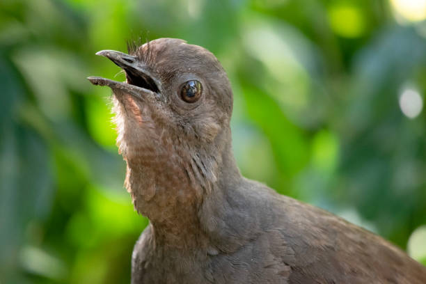 the lyre bird male has an ornate tail, with special curved feathers that, in display, assume the shape of a lyre.