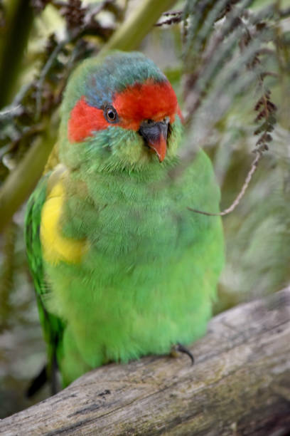istock this is a close up  of a musk lorikeet 2101401125
