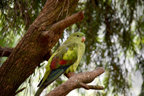 istock the regent parrot is perched on a branch 2101403770