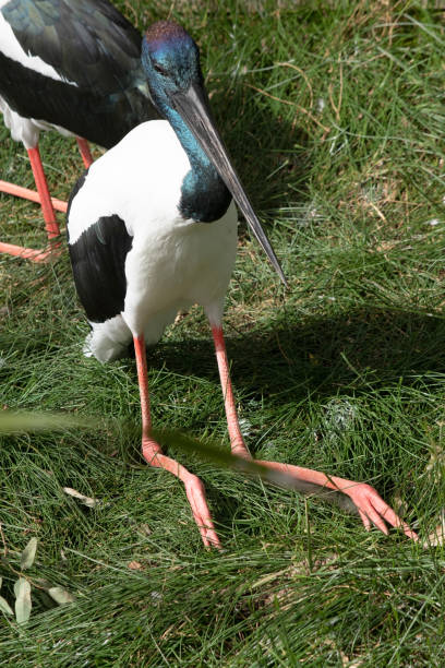 istock the black necked stork is sitting down 2101406439