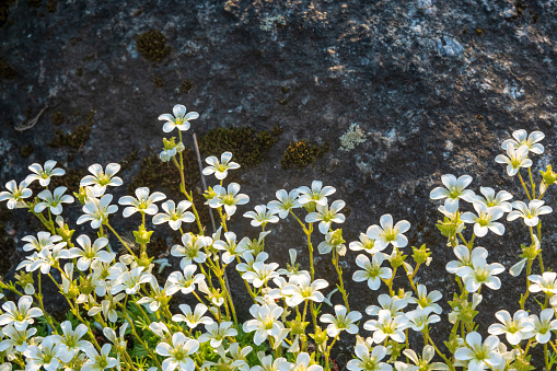 Delicate white spring saxifrage flowers against a background of a rough dark stone surface. Form.