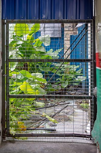 Kuala Lumpur, Malaysia - January 9th 2024: Lush backyard seen through a chain-link fence at an construction site in the center of the Malaysian capital