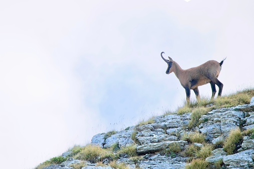Chamois in profile at the top of Monte Bove, Sibillini National Park