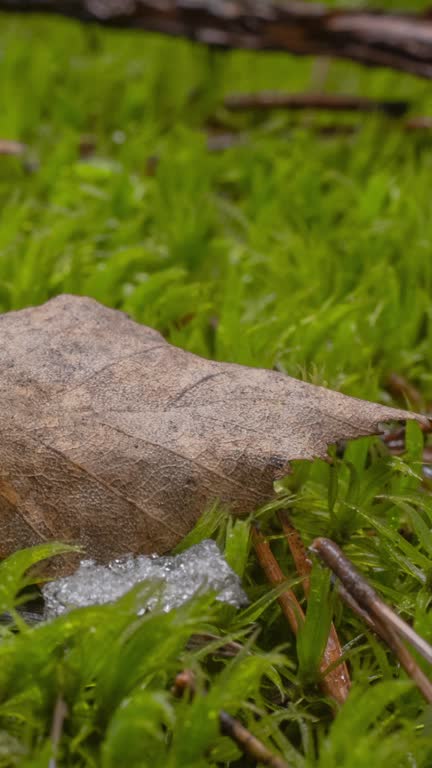 Macro time-lapse shot of shiny melting snow particles