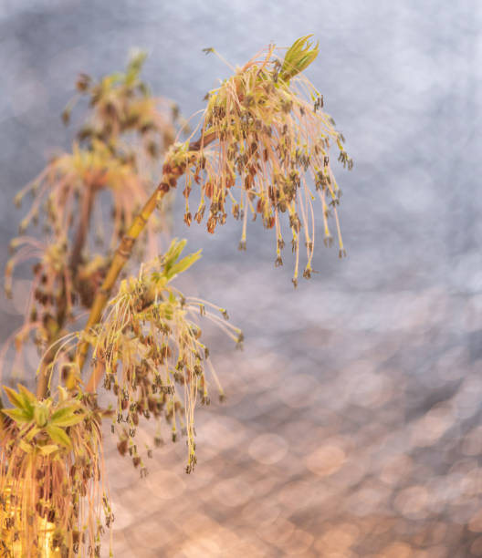 istock A branch of flowering maple Acer negundo for background 2101433961