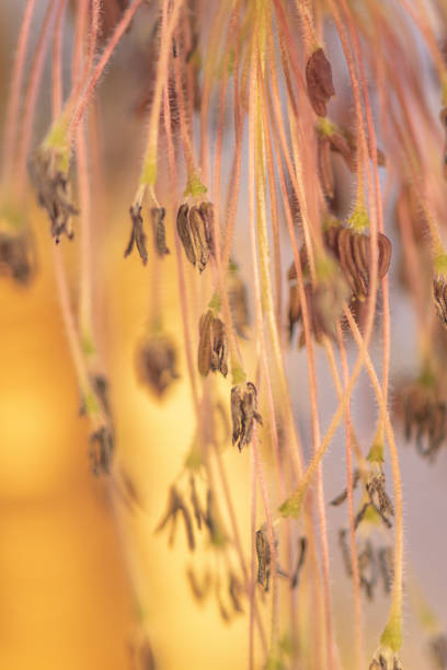 A branch of flowering maple Acer negundo for background