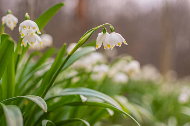 Flower leucojum vernum blooms in the mountain spring forest
