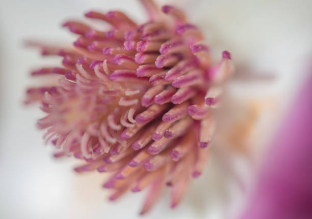 Close-up of magnolia flower on dark background