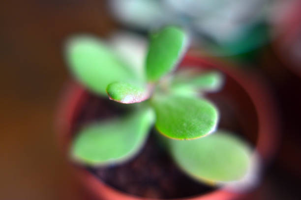 Green house plants potted, succulents