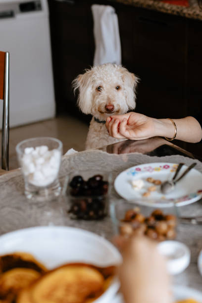 istock she makes the dog eat with her hand 2101443671